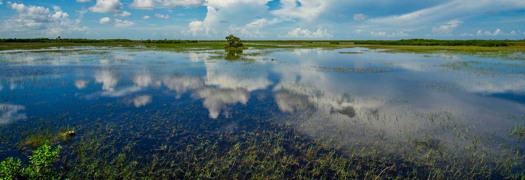 Photo of wetlands