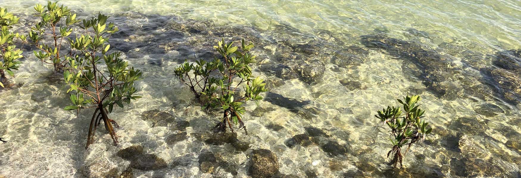 Photo of young mangroves