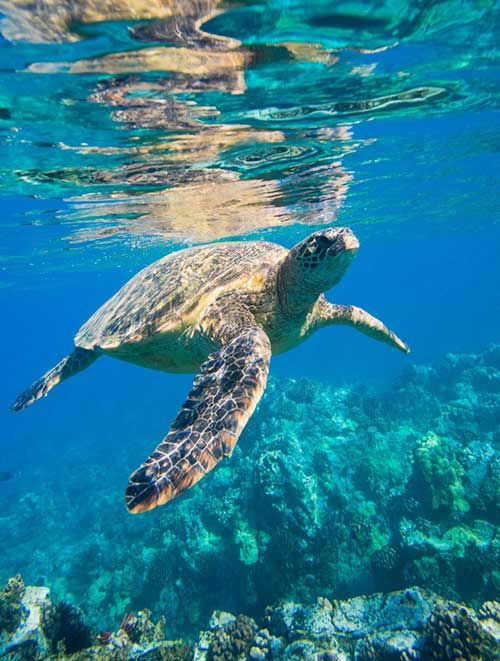 Photo of a sea turtle
