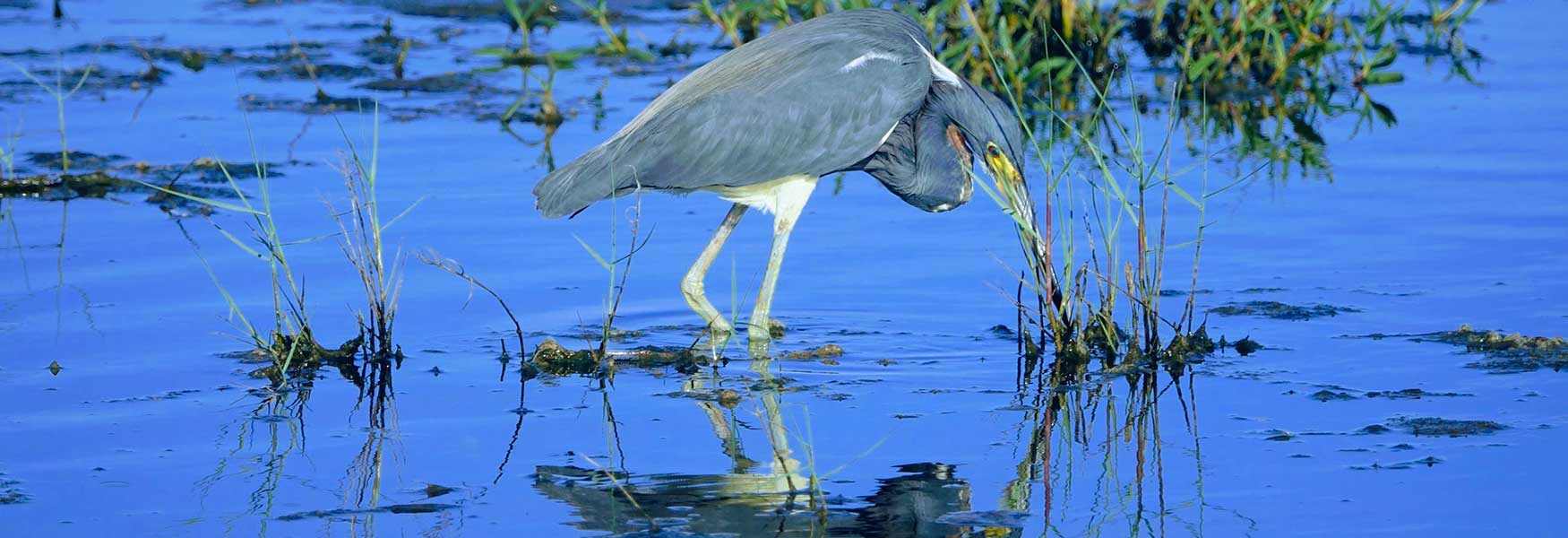 Photo of heron